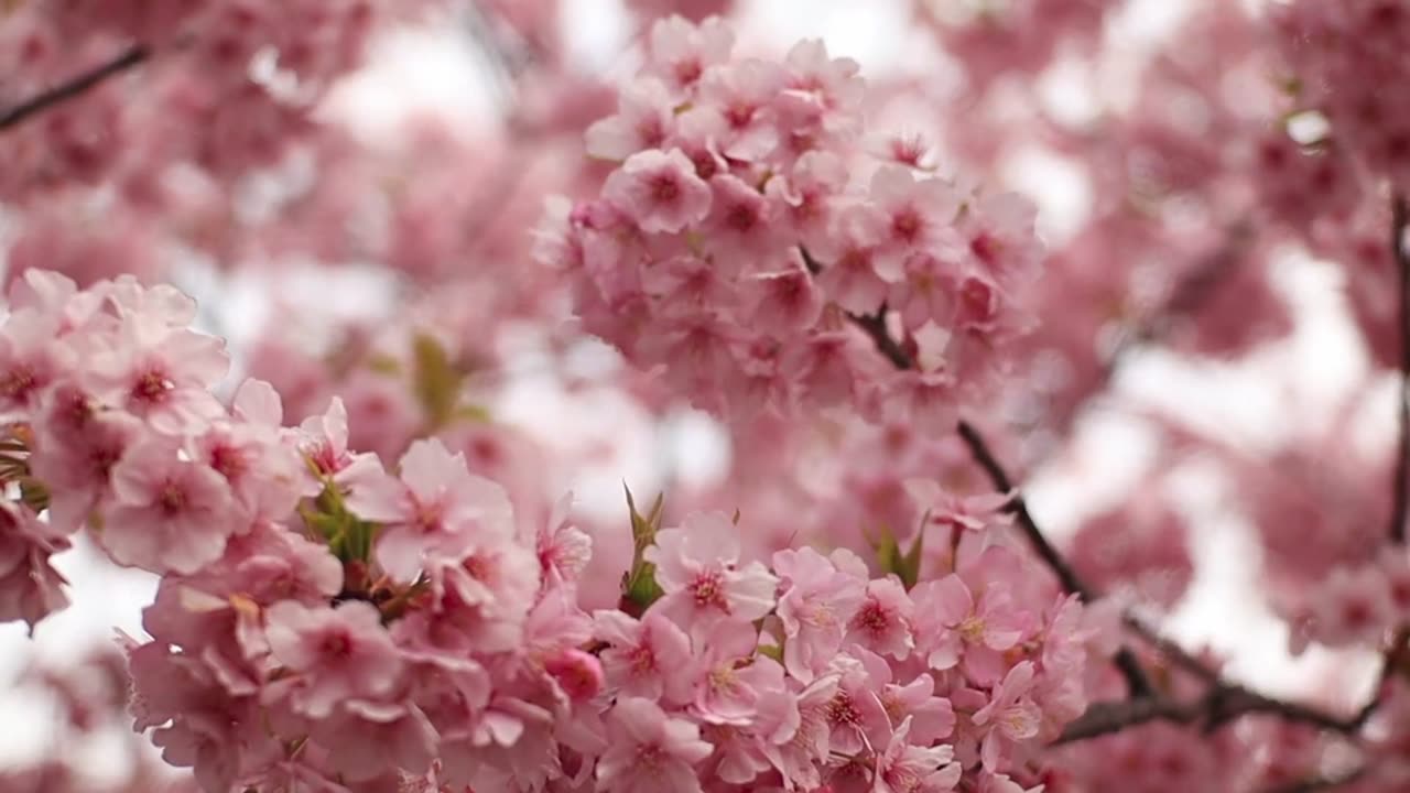 Sakura flowers spring