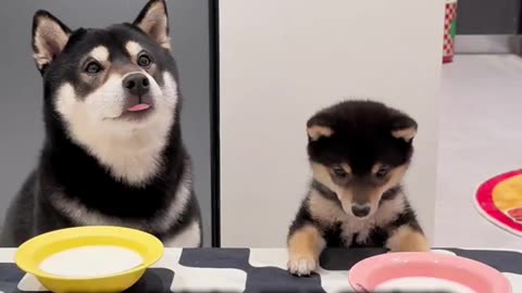 Do Dogs Taste Food Like Humans? 🐶👅 | Surprising Truth About Dog Taste Buds!