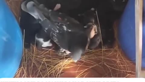 A Pigeon Guarding a New Mom – Unbelievable Bond! مراقبت یک کبوتر از گربه تازه‌مادر – باور نکردنیه!