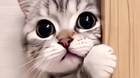 Incredible: Abba ❣️ #funny #baby #cute #cats #cat #funnybaby #cutebaby #funnydog