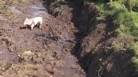 Funny animal videos