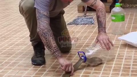 Textbook snake catch
