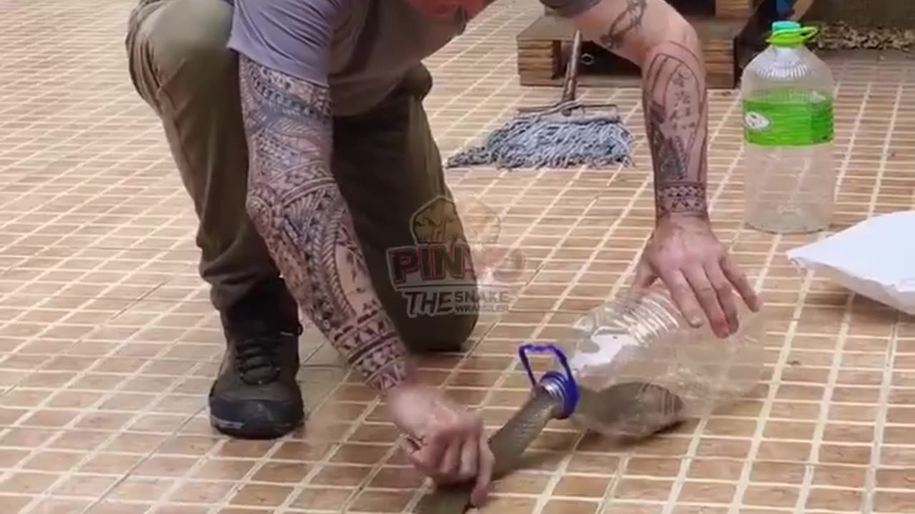Textbook snake catch