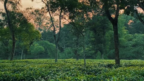 This is Bangladesh