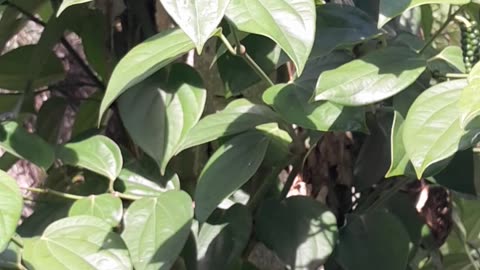 Harvesting Black Pepper (Piper Nigrum)