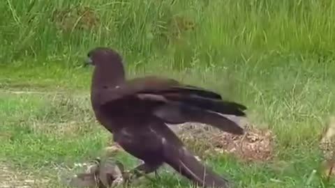 Funny videos funny birds funny animal natural beauty