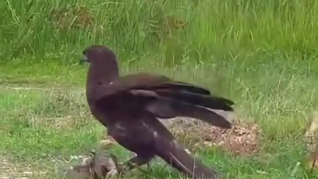 Funny videos funny birds funny animal natural beauty