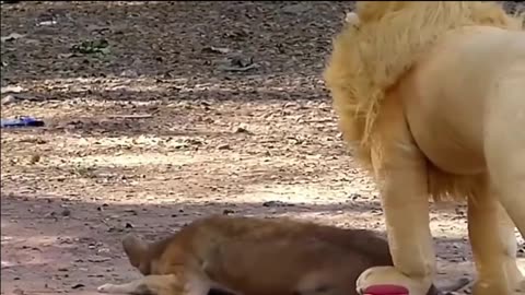 King Lion 🦁 and Dog's 👑 king comedy Videos so funny videos 🤣