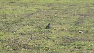 2 Kookaburras About