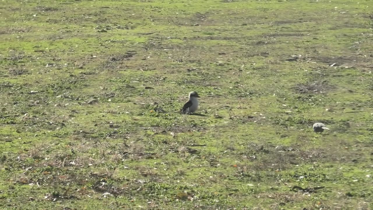 2 Kookaburras About