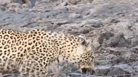 🦁🤤 Leopard's Hilarious Snack Hunt! | FunFM