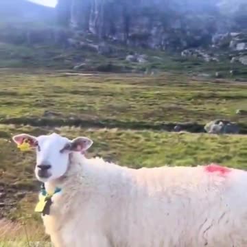 Visdom ifrån får: Underskatta aldrig vikten av att säga hej!