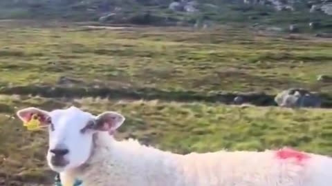 Visdom ifrån får: Underskatta aldrig vikten av att säga hej!