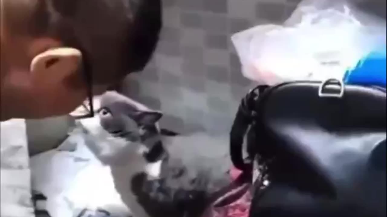 cats