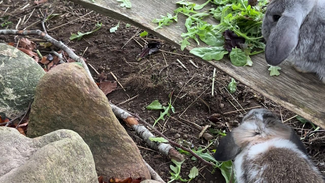 Bunny Rain Dance: Puddles and Pure Fun ☔