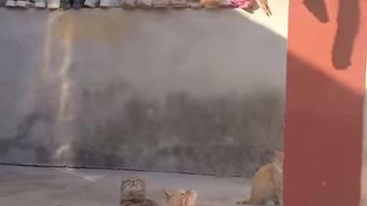 Cat Patrol