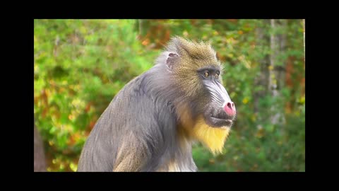 “Cute and Funny Monkeys That Will Make Your Day!”