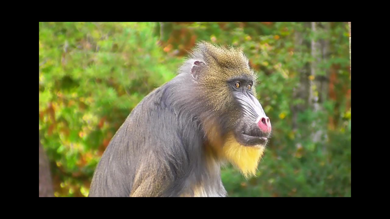 “Cute and Funny Monkeys That Will Make Your Day!”