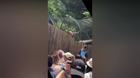 Warning: This viral Tiger Causes Pants-Wetting Laughs! 💦😂