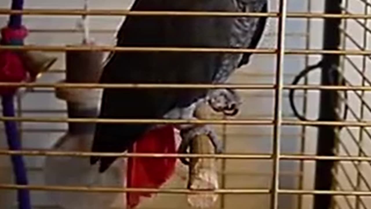 The Feathered Hero Who Saved Her Owner from a Fire!