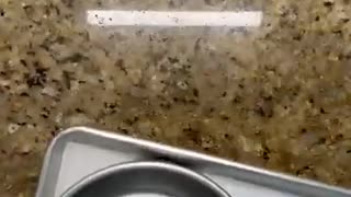 Incredible: baking cheesecake