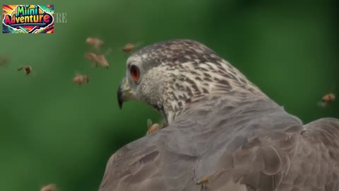 Honey Buzzards Feast on Deadly Hornets