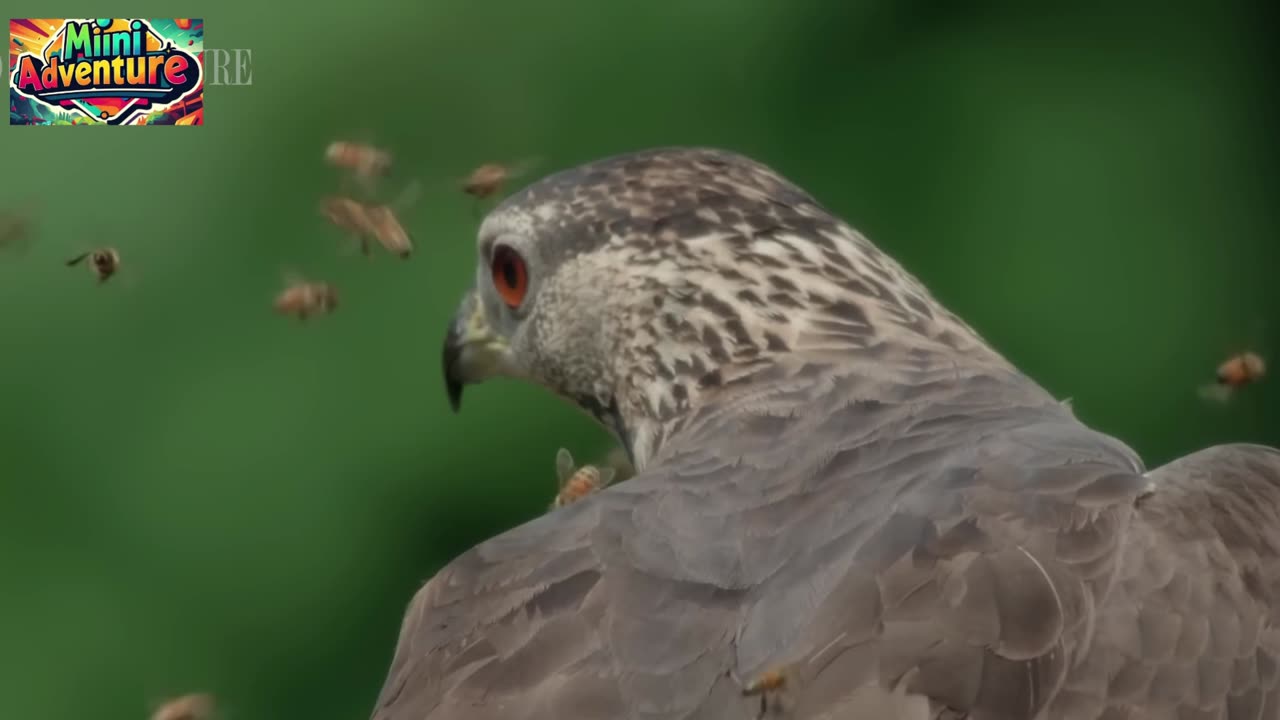 Honey Buzzards Feast on Deadly Hornets