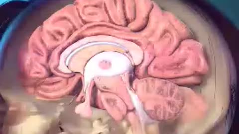 "Unbelievable Facts About Human Brain 🧠🤯 #Shorts"