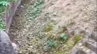 Rescue a baby panda whose mother had abandoned her and was crying alone