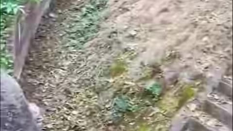 Rescue a baby panda whose mother had abandoned her and was crying alone