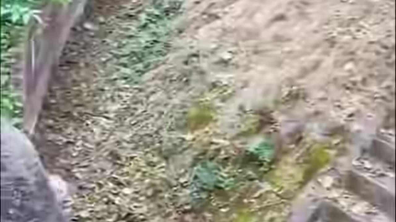 Rescue a baby panda whose mother had abandoned her and was crying alone