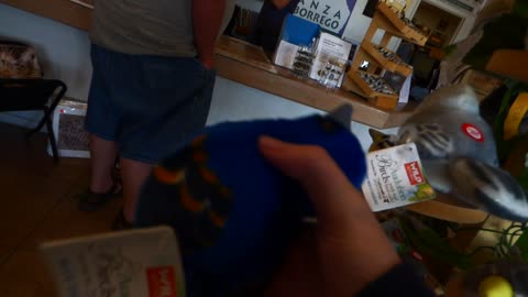 Blue Grossbeak toy calling