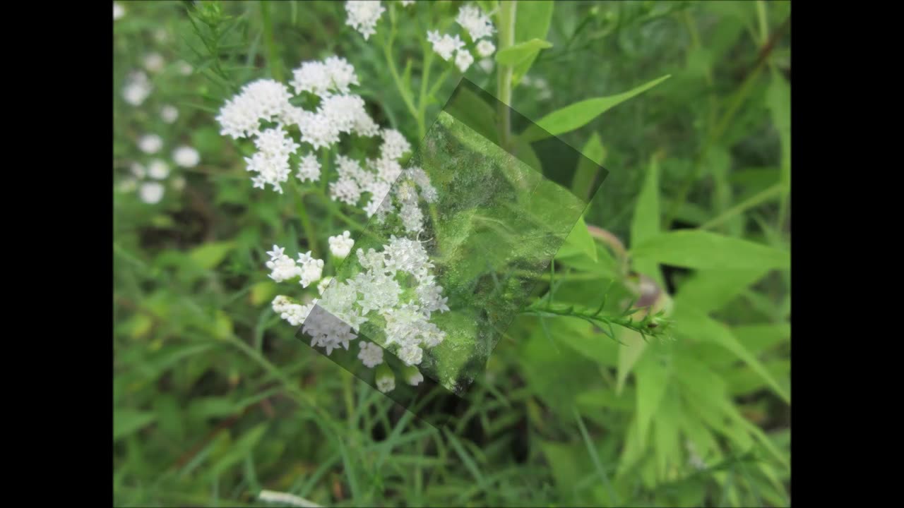 Foamy White Flowers White Snakeroot Aug 2024