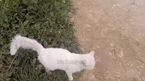 crazy, funny animal videos 2025