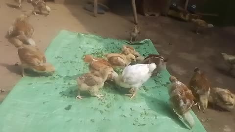 Sasso Chicken Breed: The Best Poultry for Meat & Eggs!