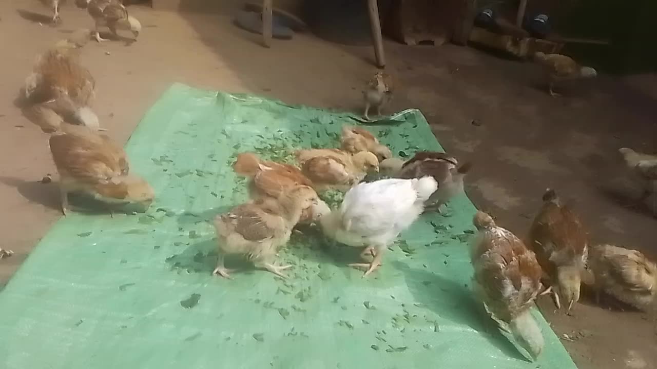 Sasso Chicken Breed: The Best Poultry for Meat & Eggs!