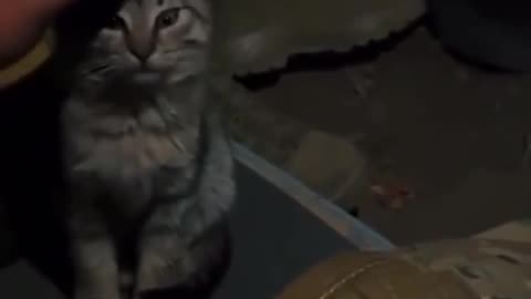 🐱❤️ Ukraine Russia War | Ukrainian Soldiers Bond with Warzone Cat | RCF