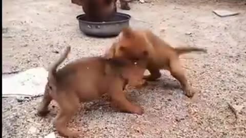 Funny videos 😅 of puppy 😄
