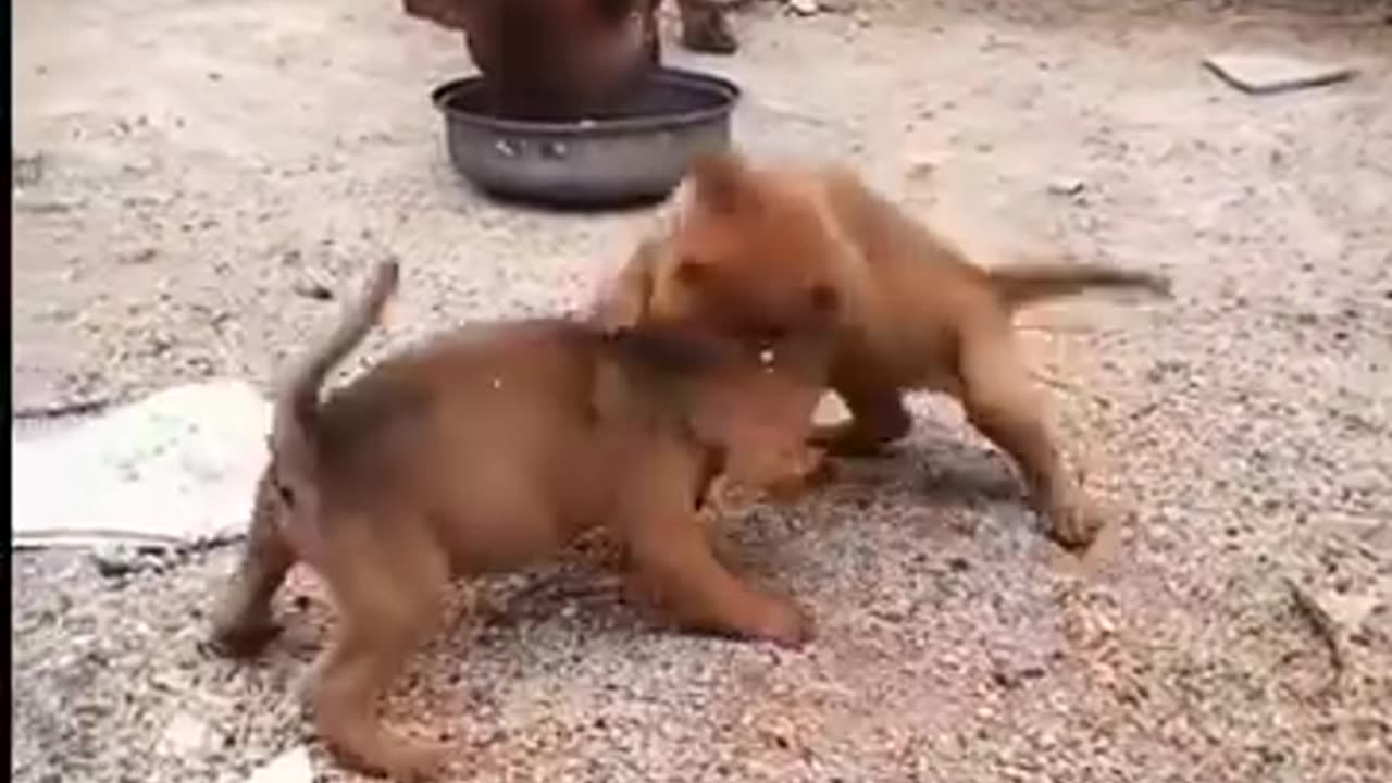 Funny videos 😅 of puppy 😄