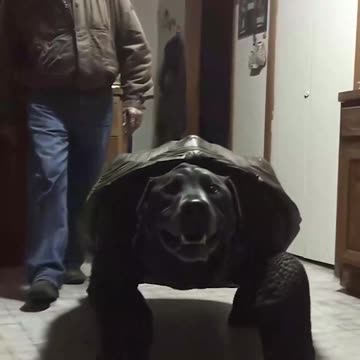 OK one more and it's a strange one 😲 The turtle-dog is man's best friend 🍽