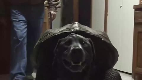 OK one more and it's a strange one 😲 The turtle-dog is man's best friend 🍽
