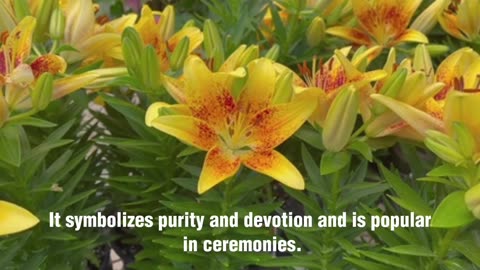 The Beauty and Symbolism of Lily Flowers