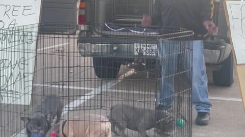 Free Frenchie Gets New Home