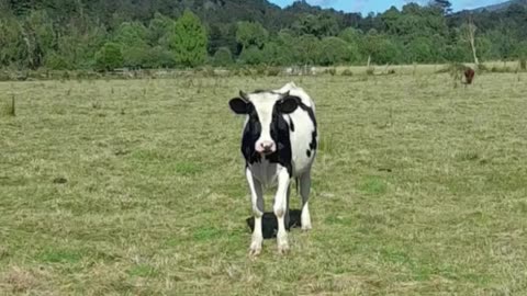 cow