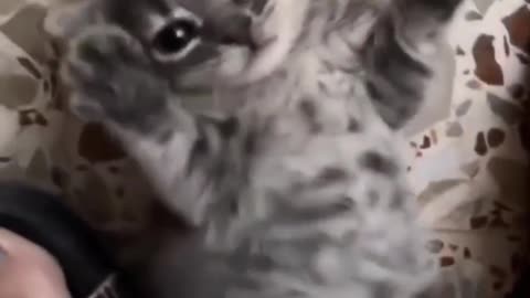 Must-Watch Funny Cat Moments! Too Cute! 🐾🤣