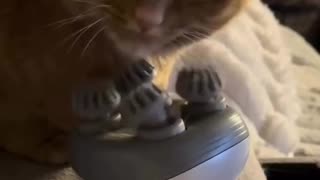😂🤭 You Won't Believe What Happens When Pets Take Over! | FunFM