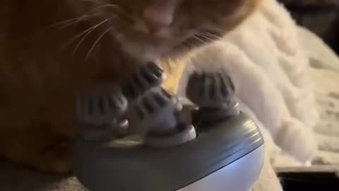 😂🤭 You Won't Believe What Happens When Pets Take Over! | FunFM