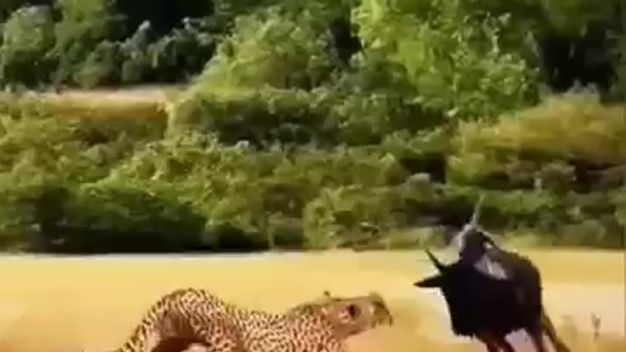 animals