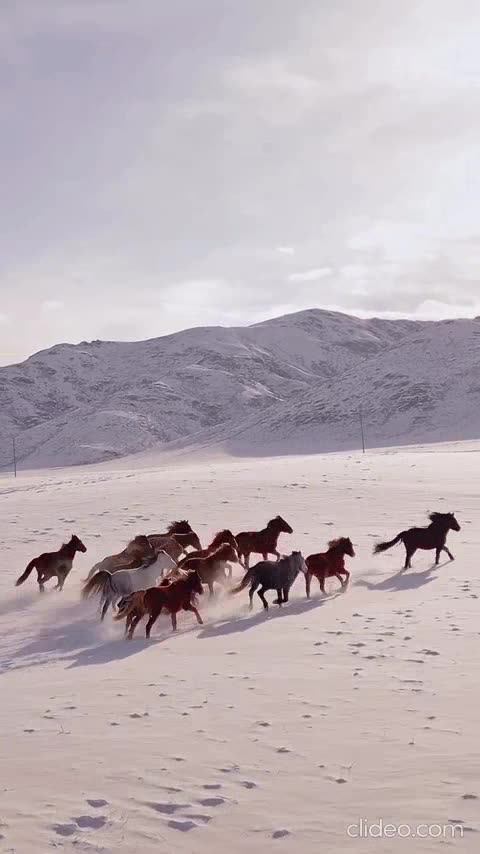 os meus canal de animais.mp4