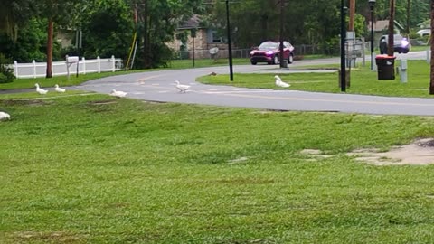 Part 4 ducks